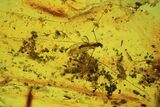 Fossil Crane Fly (Limoniidae) and Diptera In Baltic Amber #72199-2